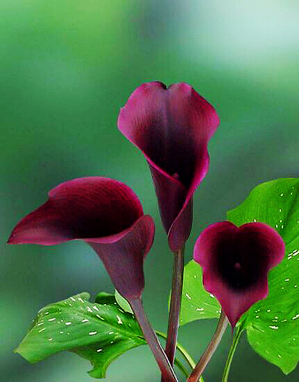 马蹄莲黄色和橙色哪个好看,马蹄莲的花语及养护方法