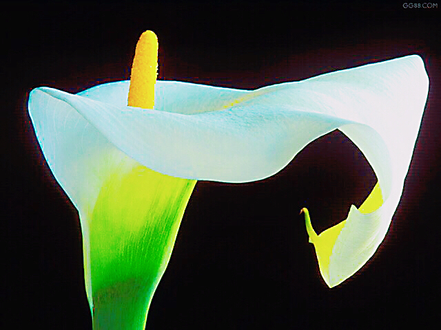 马蹄莲黄色和橙色哪个好看,马蹄莲的花语及养护方法