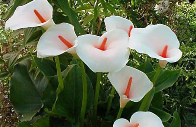 马蹄莲黄色和橙色哪个好看,马蹄莲的花语及养护方法