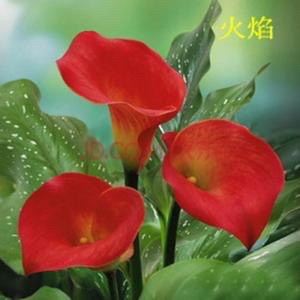 马蹄莲黄色和橙色哪个好看,马蹄莲的花语及养护方法