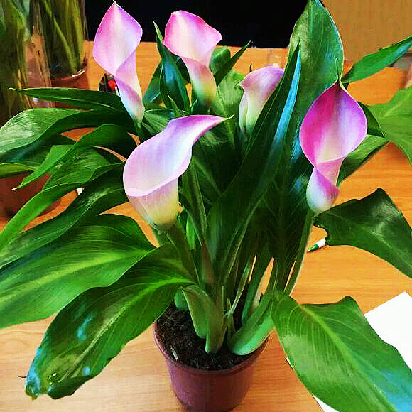 马蹄莲黄色和橙色哪个好看,马蹄莲的花语及养护方法