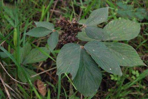 山里的一种野菜,路边常见的一种野草