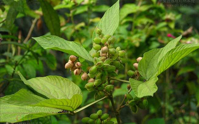 山里的一种野菜,路边常见的一种野草