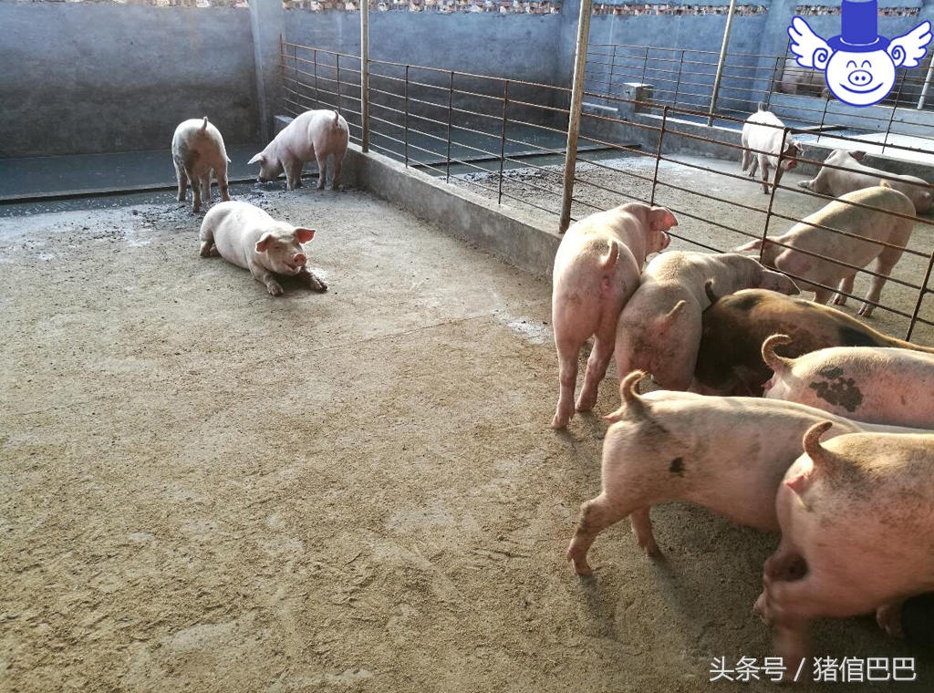 如何给猪补充微量元素?污染环境的方法绝对不能用