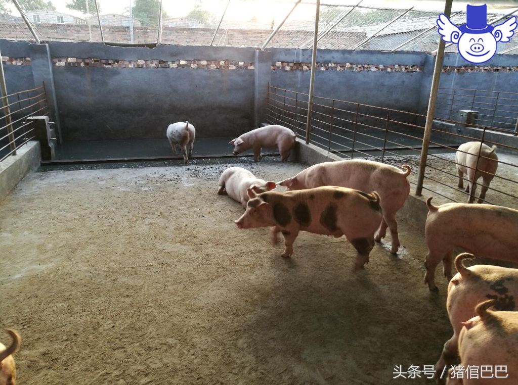 如何给猪补充微量元素?污染环境的方法绝对不能用