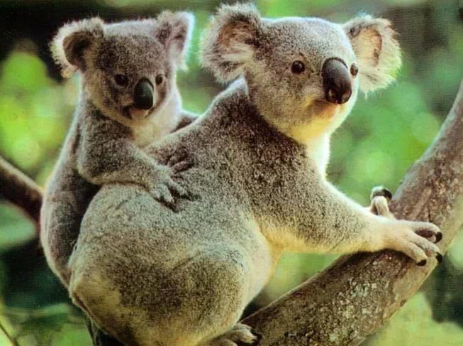 世界上最有趣的动物,世界上有趣的动物有哪一些