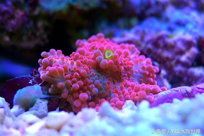 从小白开始养鱼,从养鱼小白到资深鱼友