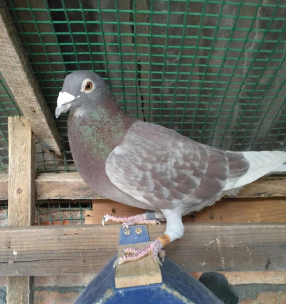 鸽子消瘦是什么病用什么药,鸽子冬季喂养注意事项