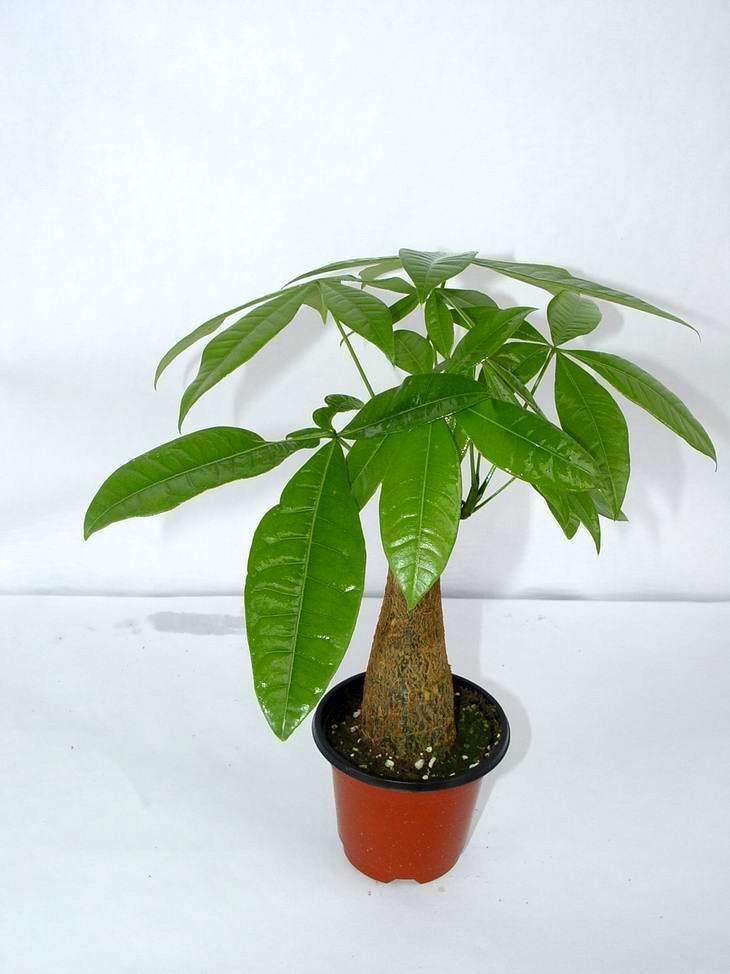 植物缺水要立刻浇水吗,发财树缺水了可以浸盆吗