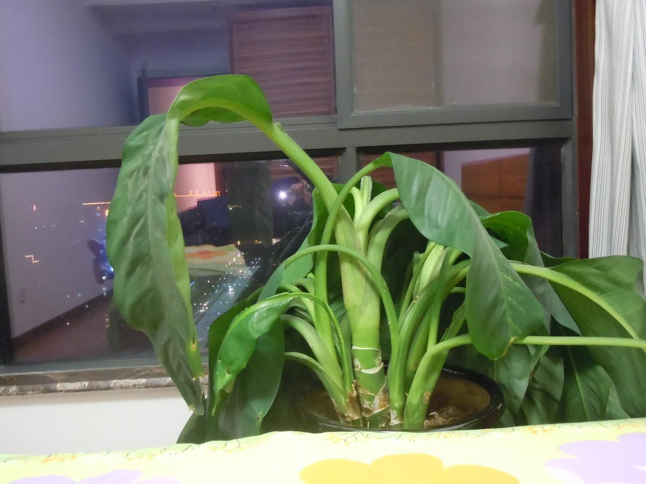 植物缺水要立刻浇水吗,发财树缺水了可以浸盆吗