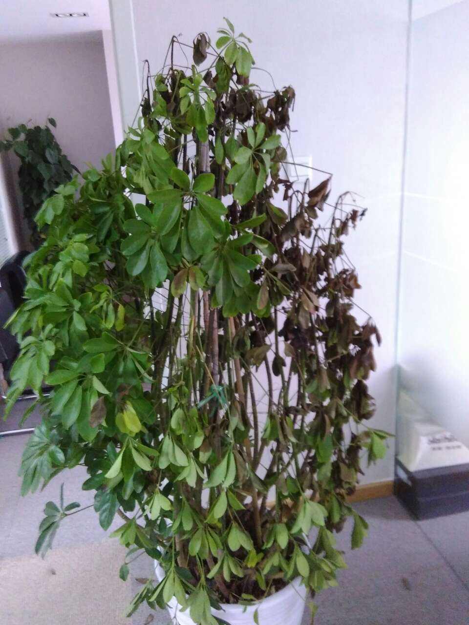 植物缺水要立刻浇水吗,发财树缺水了可以浸盆吗