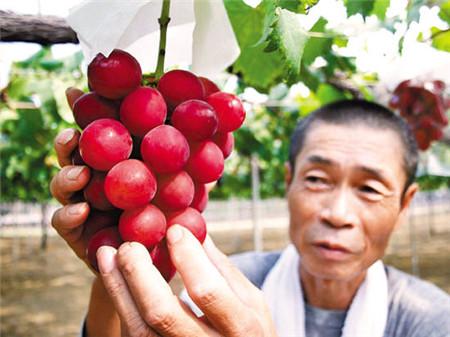 世界上最贵的水果十大排名,世界十大最贵水果排名