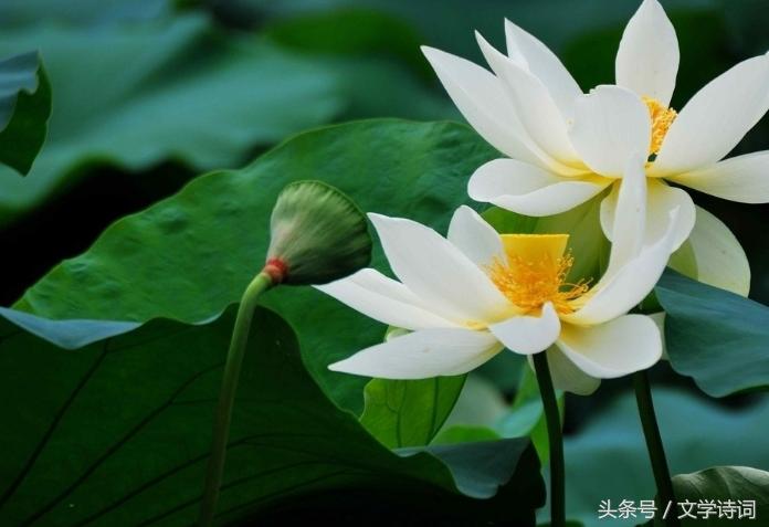 荷花莲花的唯美诗句,十首莲花诗词醉美这个夏天