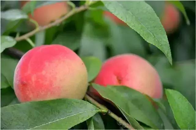 2020成都龙泉桃子采摘,桃子最新采摘视频