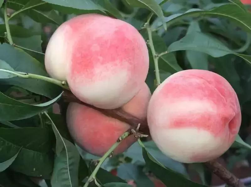 2020成都龙泉桃子采摘,桃子最新采摘视频