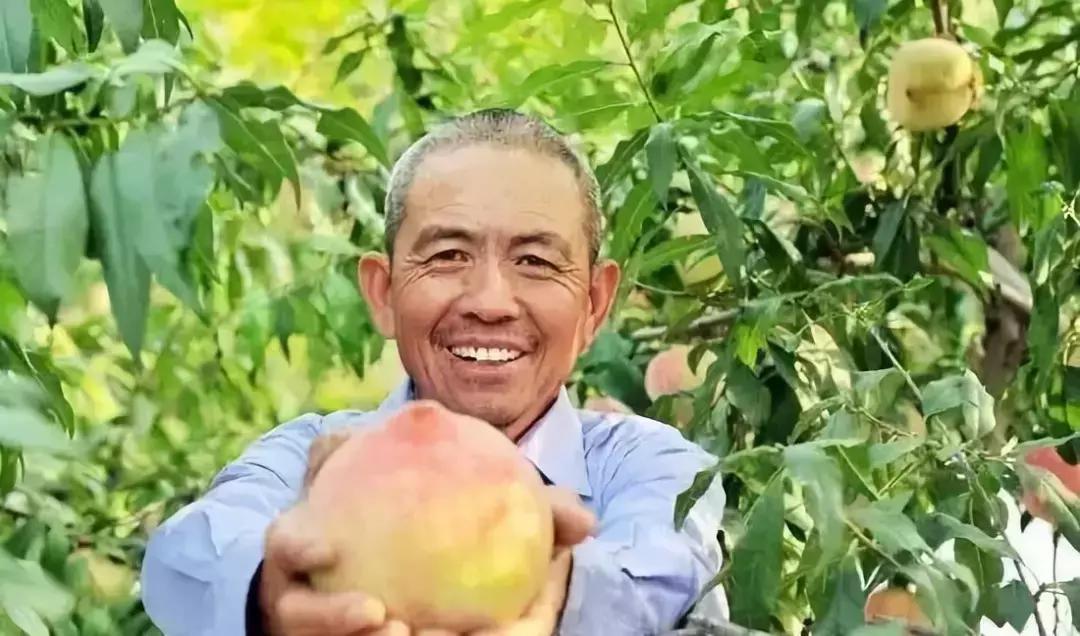 2020成都龙泉桃子采摘,桃子最新采摘视频