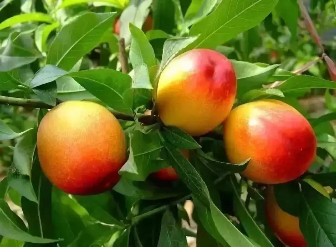 2020成都龙泉桃子采摘,桃子最新采摘视频