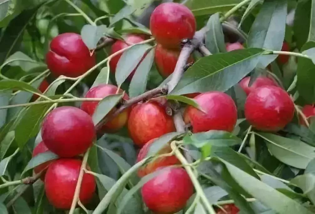 2020成都龙泉桃子采摘,桃子最新采摘视频