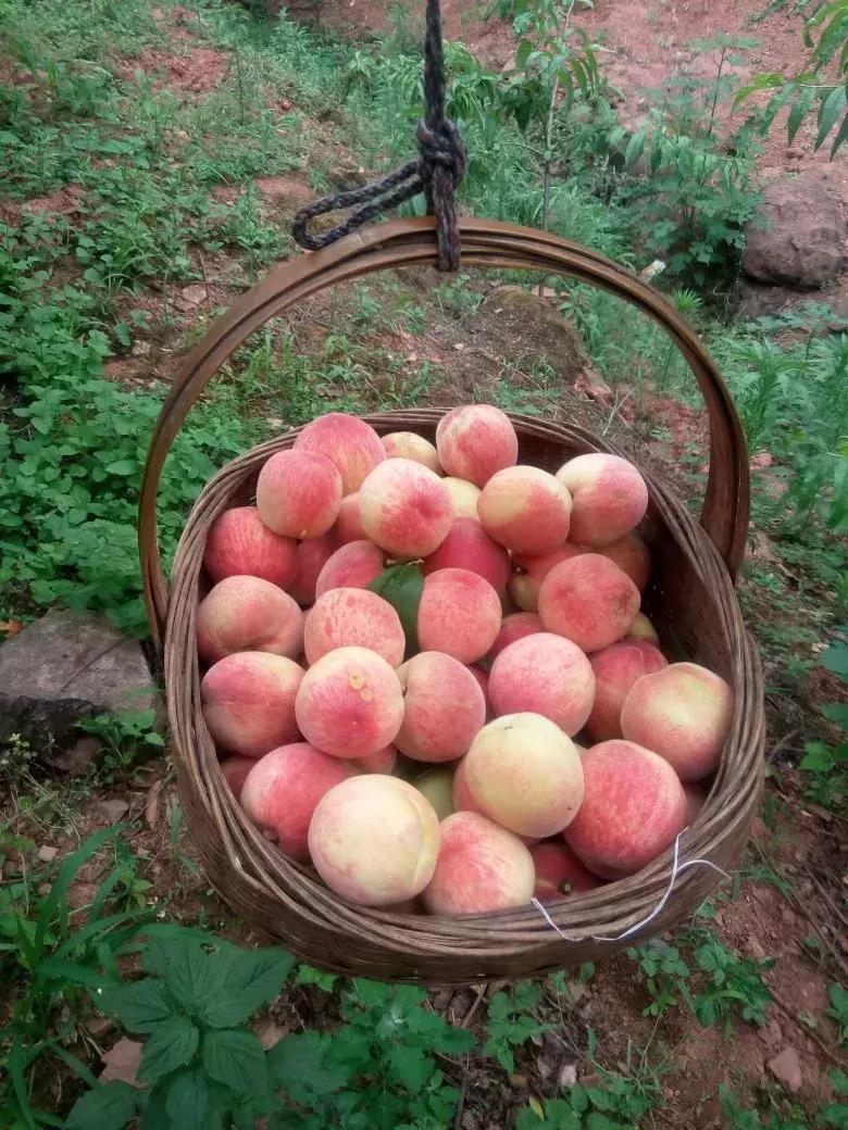 2020成都龙泉桃子采摘,桃子最新采摘视频