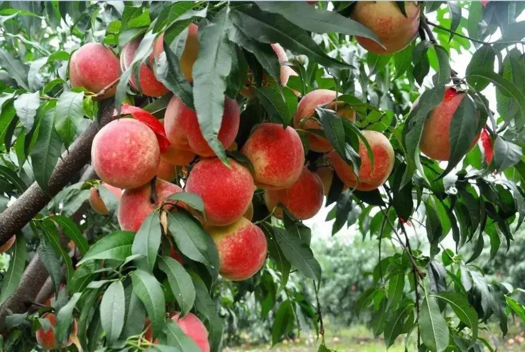 2020成都龙泉桃子采摘,桃子最新采摘视频