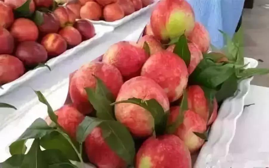 2020成都龙泉桃子采摘,桃子最新采摘视频