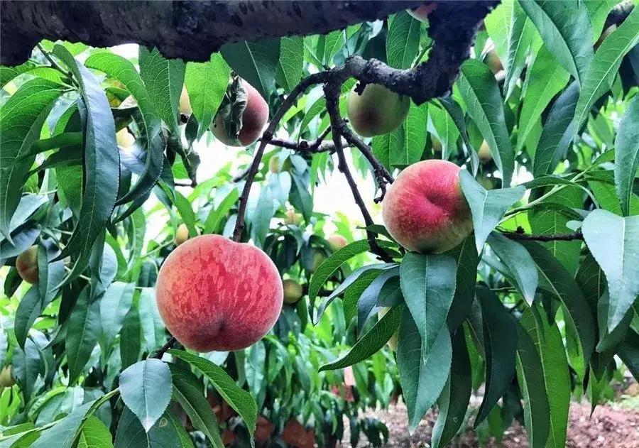 2020成都龙泉桃子采摘,桃子最新采摘视频