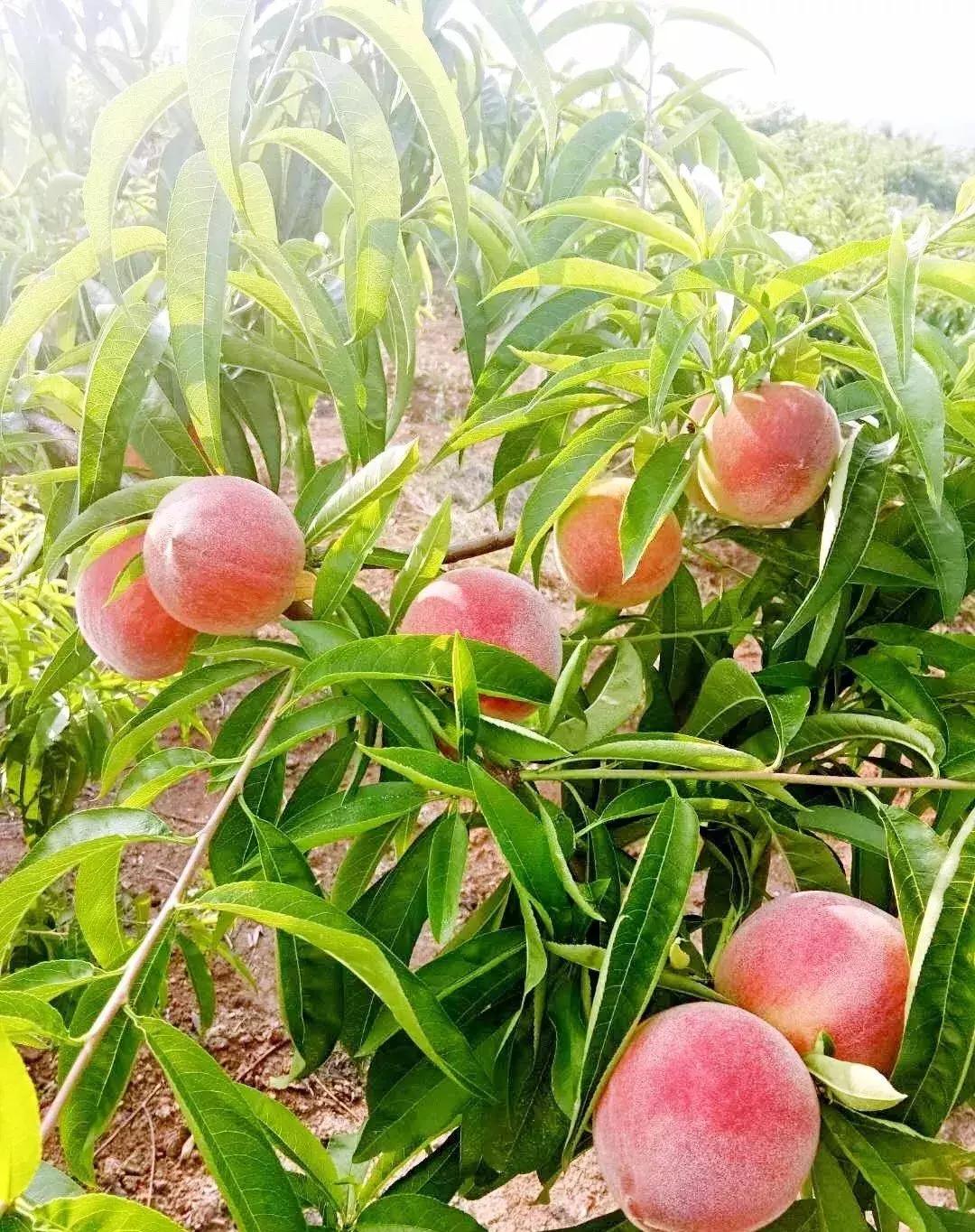 2020成都龙泉桃子采摘,桃子最新采摘视频