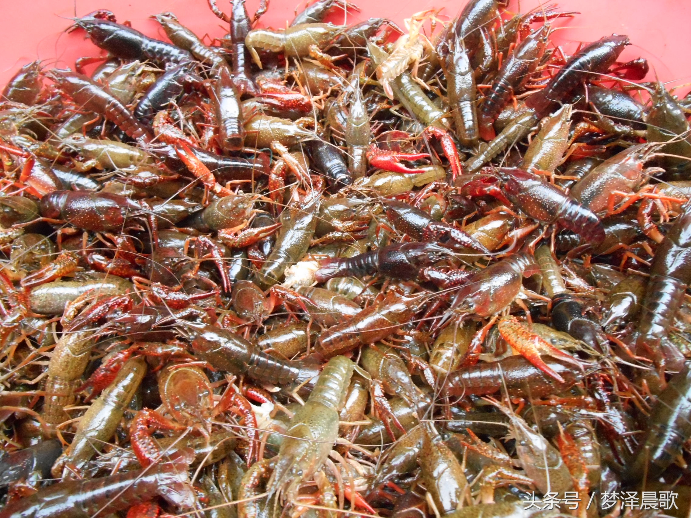 美食炖大龙虾超大的,孤独的美食龙虾
