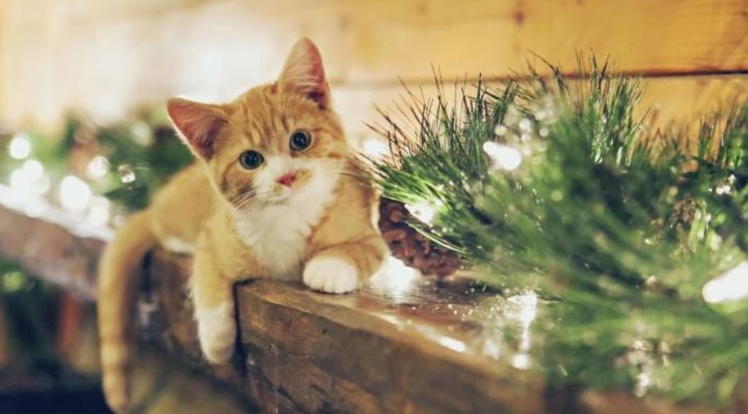 怎么除掉地板上的猫咪尿味,猫咪求救的19种表现