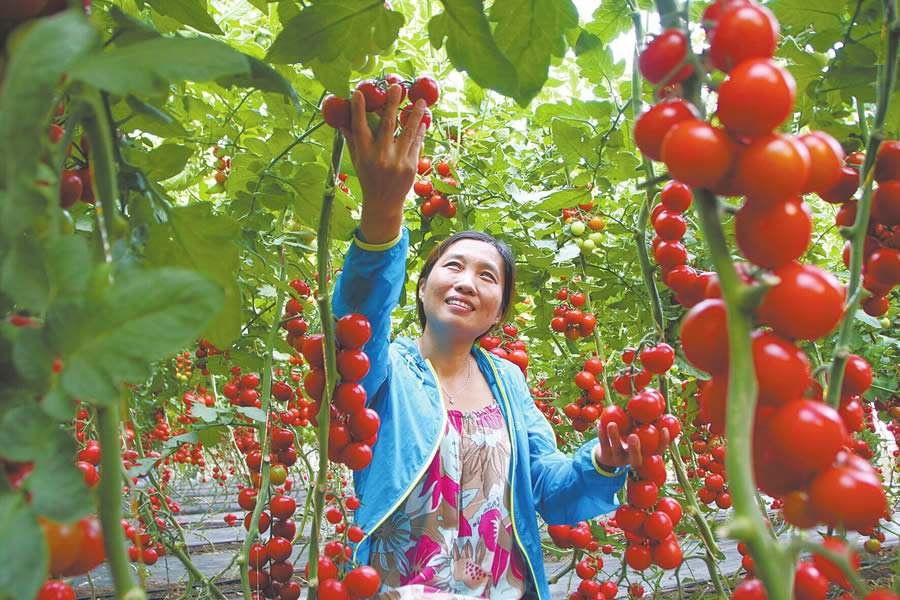 大棚番茄苗种植新手必看,新疆大棚种植番茄