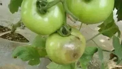 细菌病毒和真菌有什么相同之处,植物细菌真菌病毒区别和治疗方法