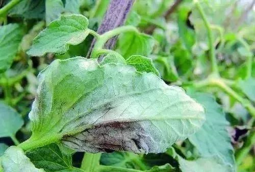 细菌病毒和真菌有什么相同之处,植物细菌真菌病毒区别和治疗方法