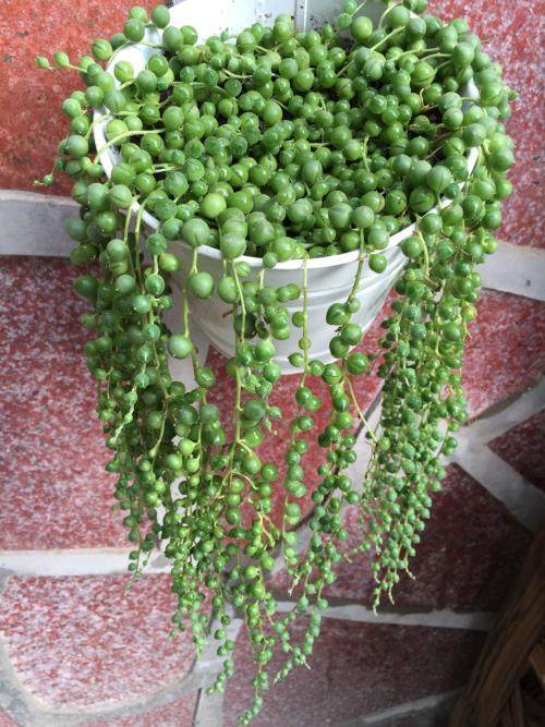 十种最漂亮吊兰,好看又好养的吊兰有哪些