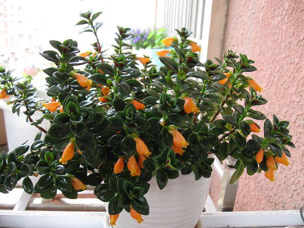 十种最漂亮吊兰,好看又好养的吊兰有哪些