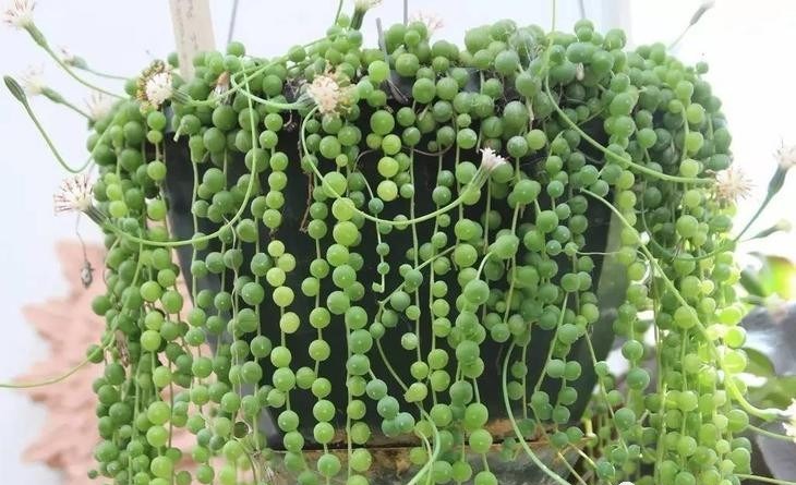 十种最漂亮吊兰,好看又好养的吊兰有哪些