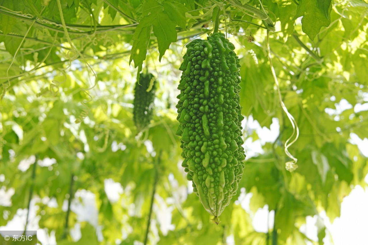 苦瓜的十大特效药,常吃苦瓜