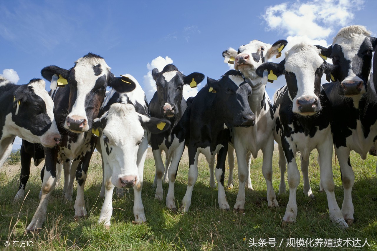 奶牛热应激饲养,如何预防奶牛热应激