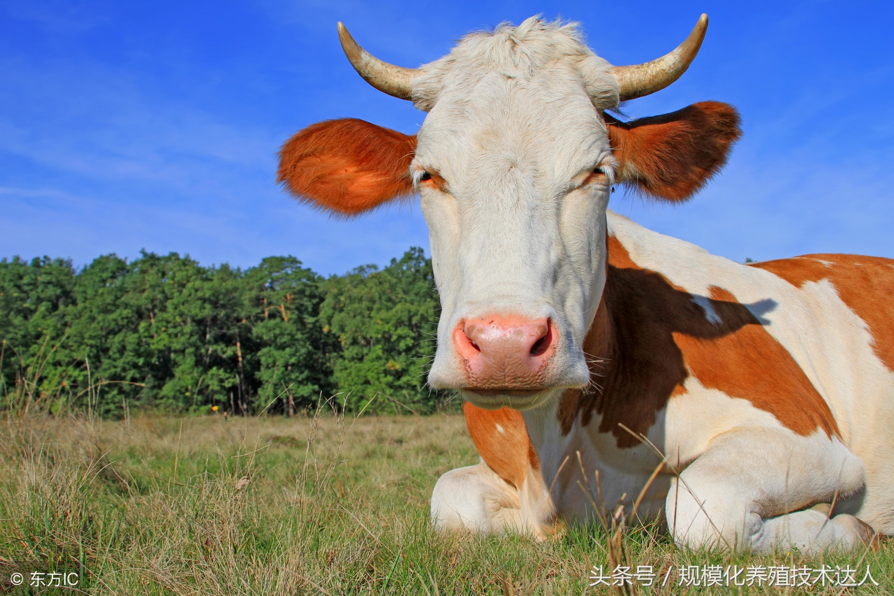 奶牛热应激饲养,如何预防奶牛热应激