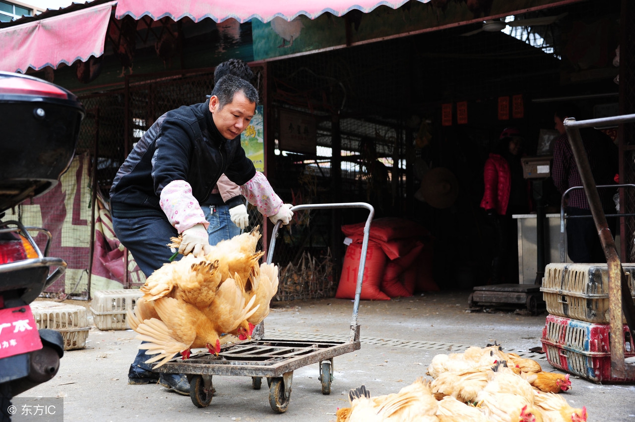 杰哥蔬菜水果下乡,杰哥水果批发
