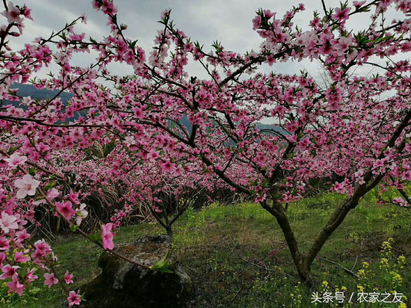 桃树的药用价值,桃树枝子有哪些药用价值
