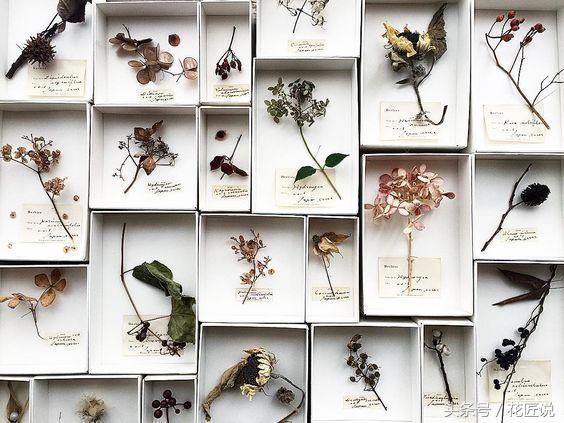 干花怎么作画,干花怎么做靠谱