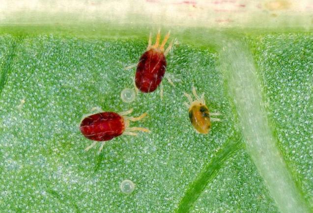 螨虫图片大全介绍,怎样去除床上的螨虫