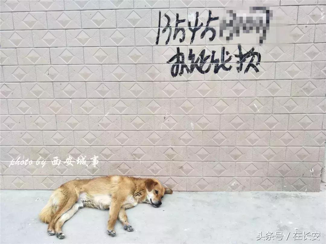 户县秦镇扫黄,户县秦镇米皮