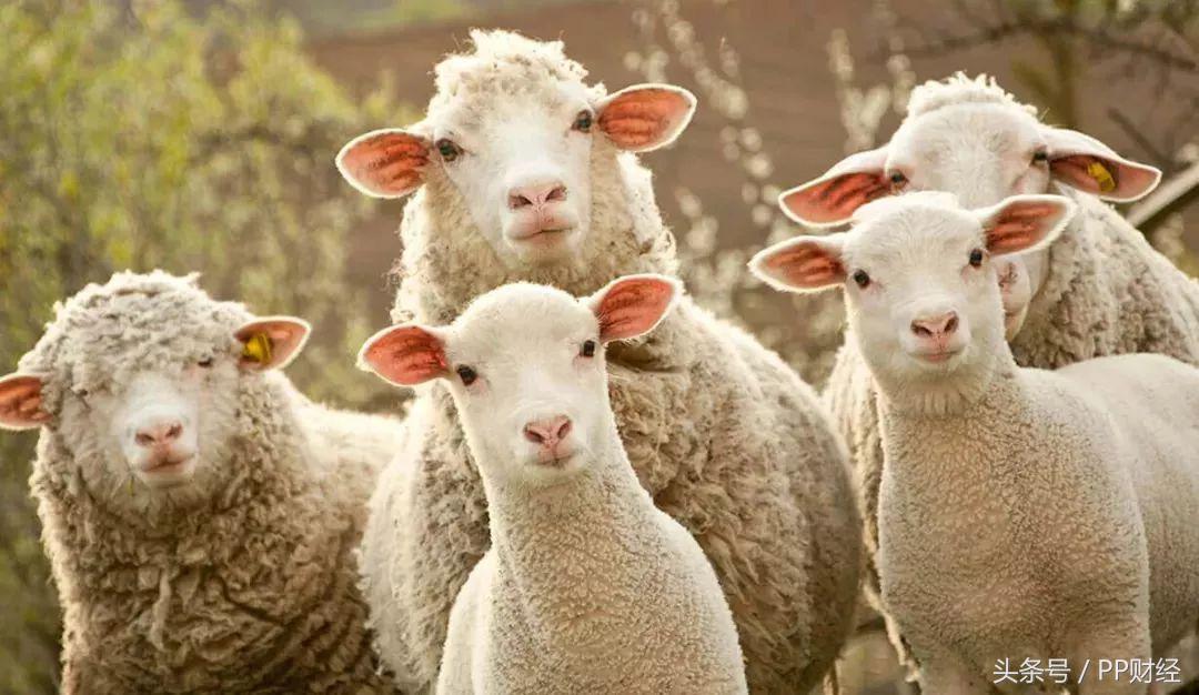 一元住五星级酒店,一元住五星酒店