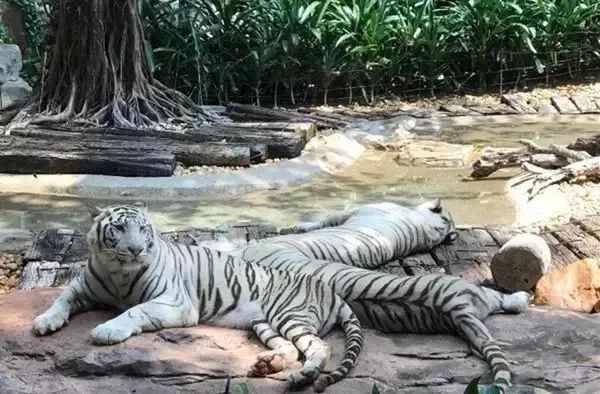 广州生日免费领取福利,生日福利广州攻略清单