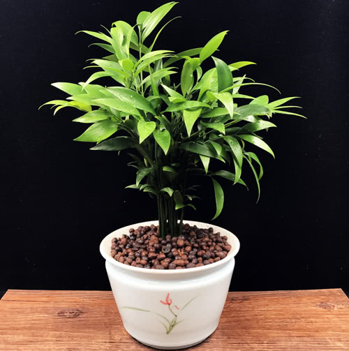 十大室内养不死的盆栽植物,什么盆栽植物好养又驱蚊