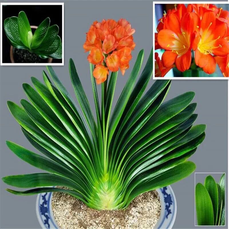 十大室内养不死的盆栽植物,什么盆栽植物好养又驱蚊