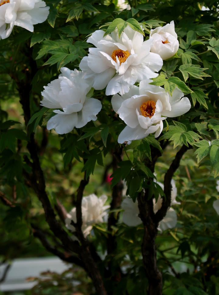 十大室内养不死的盆栽植物,什么盆栽植物好养又驱蚊