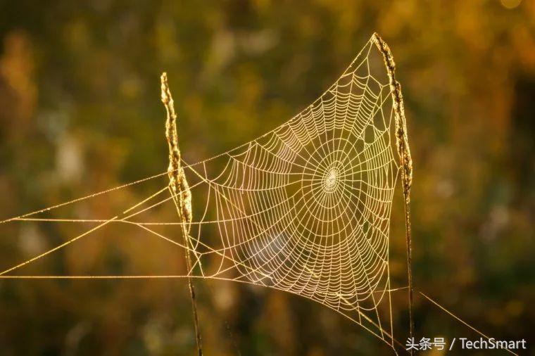 最奇特的蜘蛛网,100个蜘蛛网