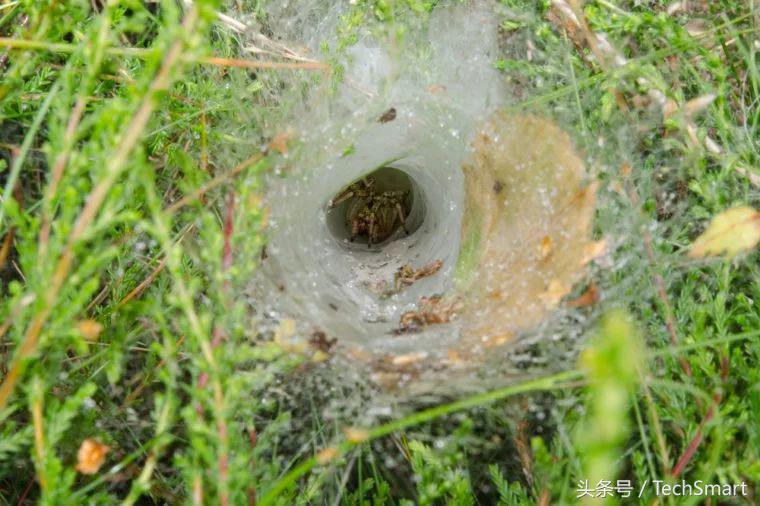 最奇特的蜘蛛网,100个蜘蛛网